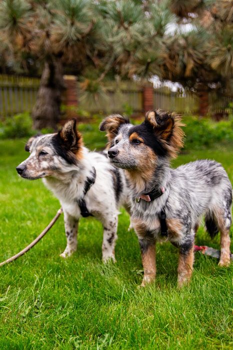 Dwie kruszynki przyjacielskie czekają na dom