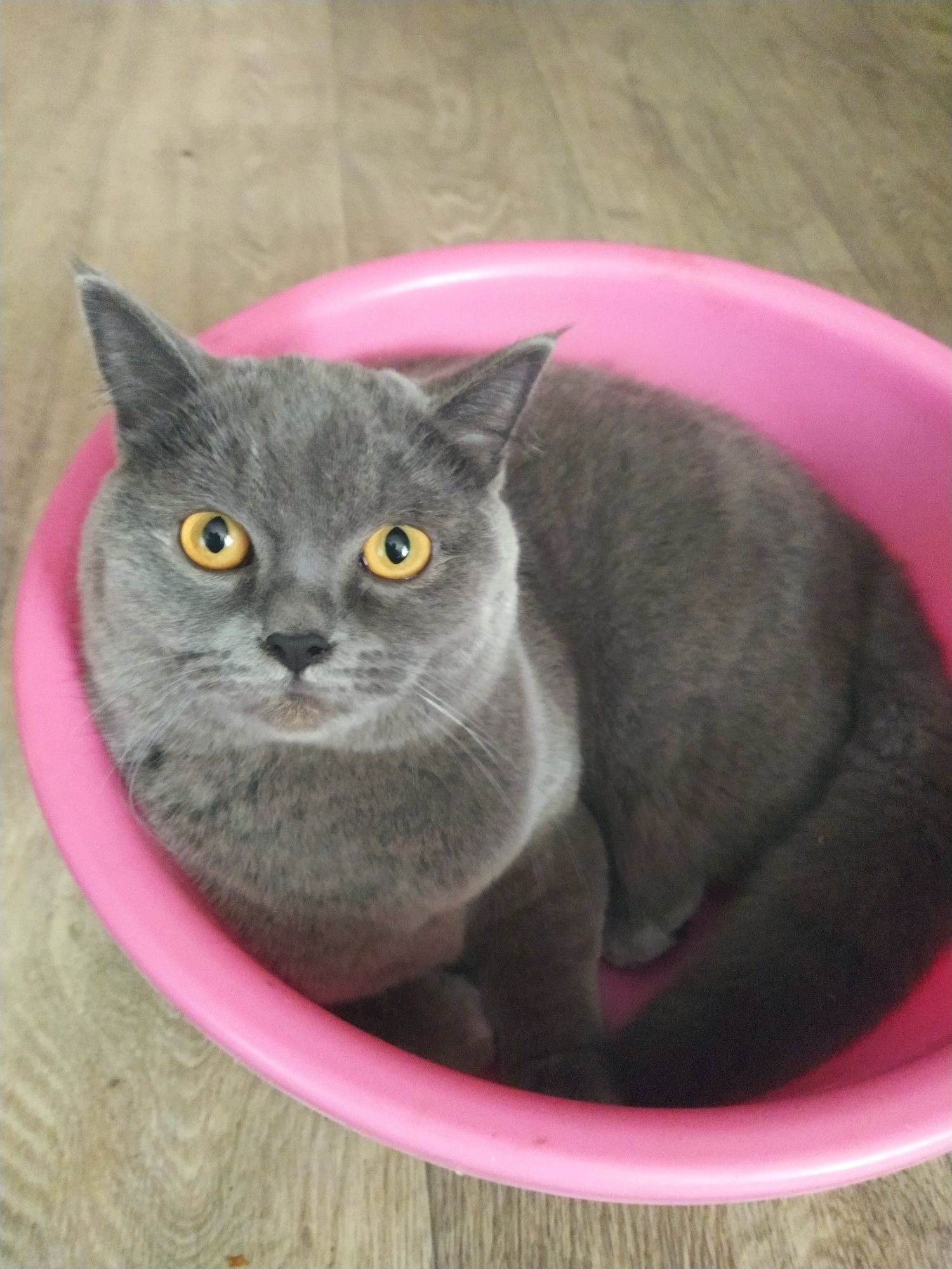 Кошечка  шотландская хайленд  страйт