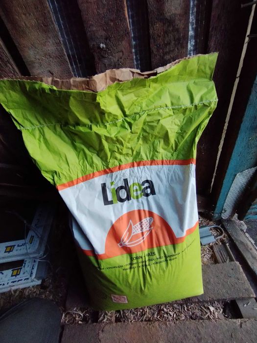 Посівна кукурудза