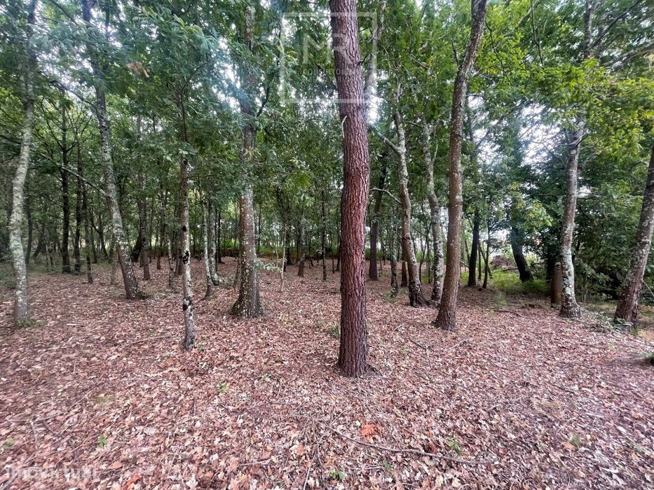 Terreno Rústico  Venda em Avelãs de Caminho,Anadia