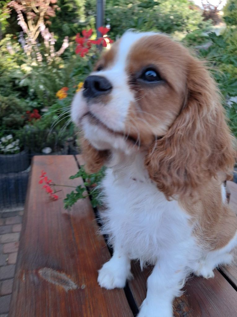 Cavalier King Charles Spaniel - piesek