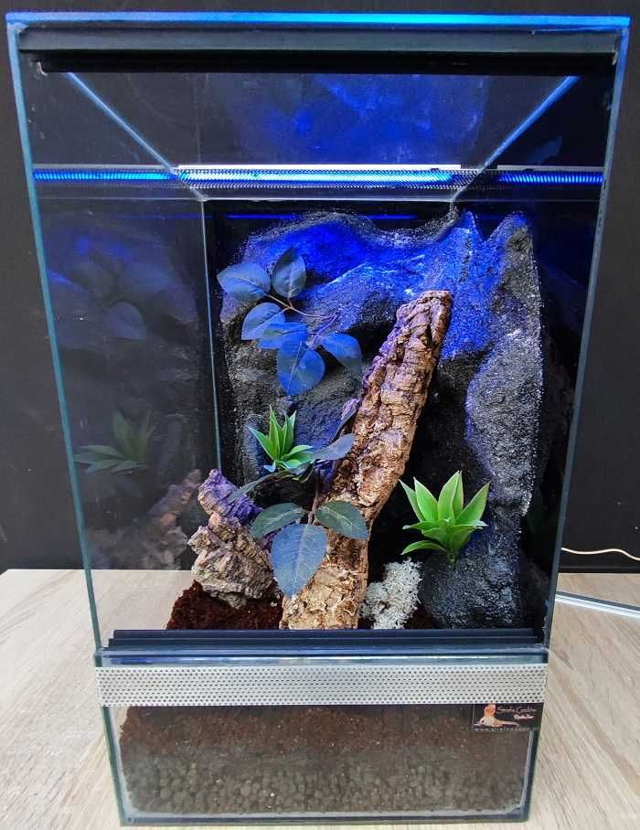 Terrarium szklane nr41 30/30/50 dla gekona orzęsionego, żab DOSTĘPNE