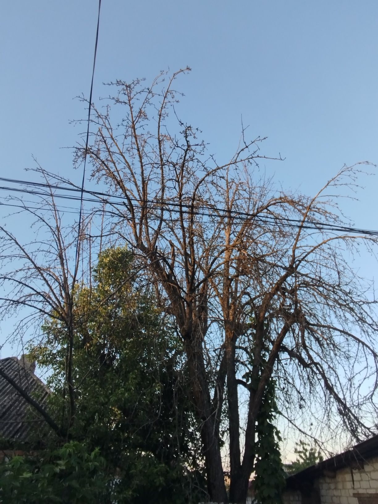 Віддам дерево на дрова (груша)