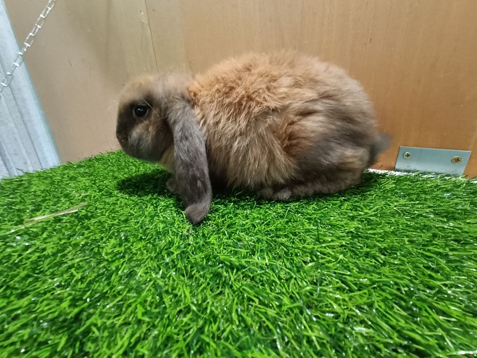 Baran francuski magadaskar samica