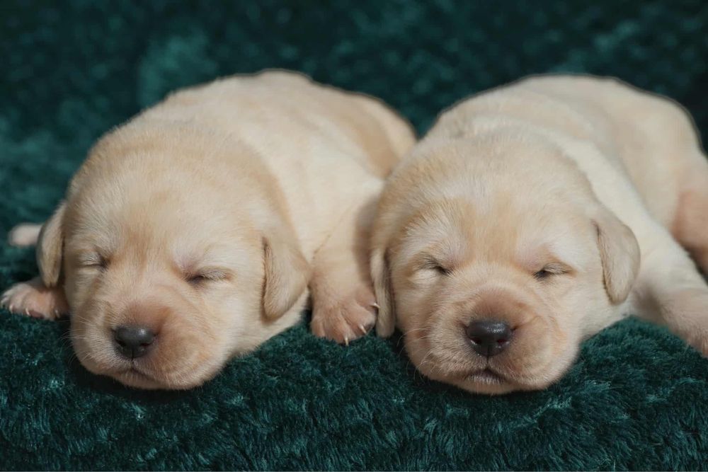 Labrador Reriever FCI ZKwP - BISZKOPTOWY PIES - szczenię