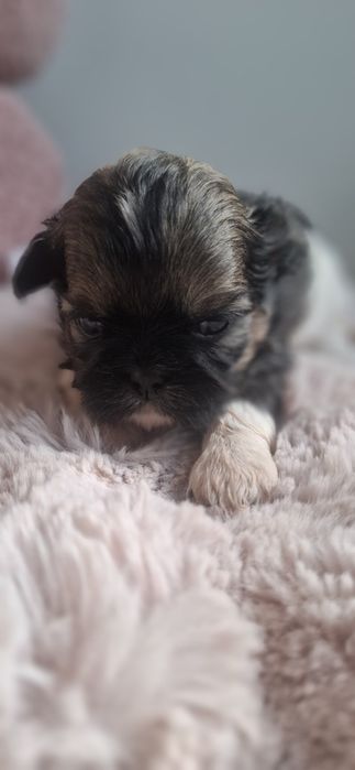 ZAREZERWOWANA Shih tzu sunia tricolor
