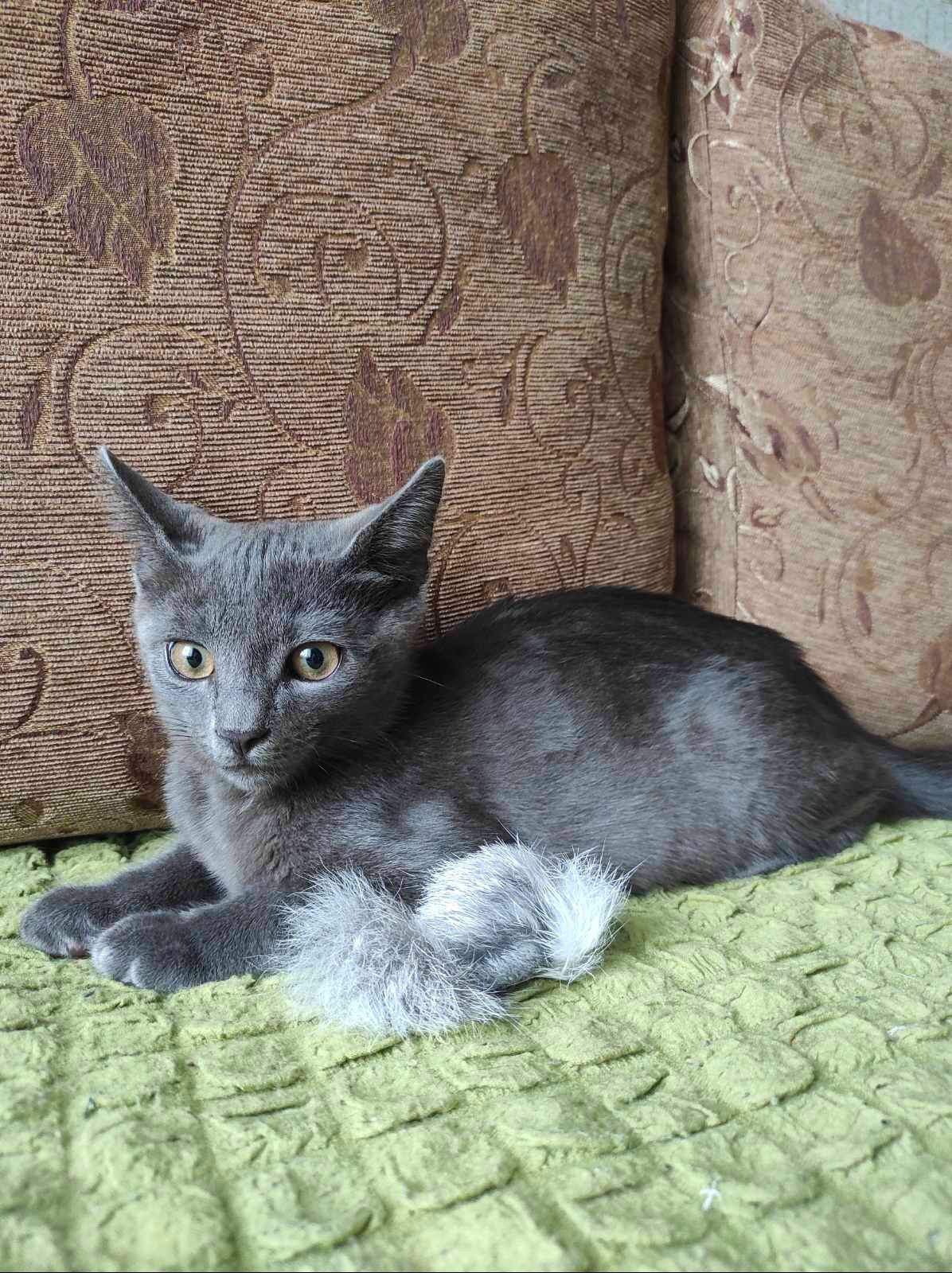 Маленький пепельный котенок мальчик ищет дом! Котята! Отдам в хорошие