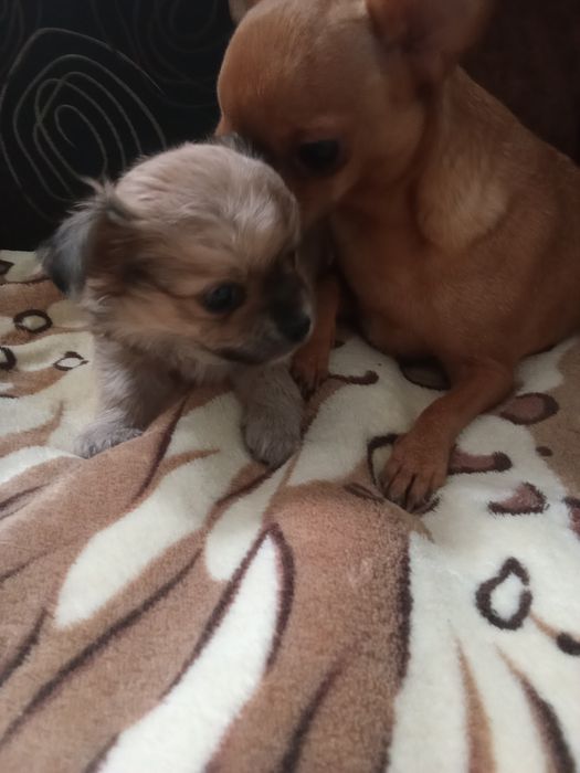 Długowłosy piesek chihuahua