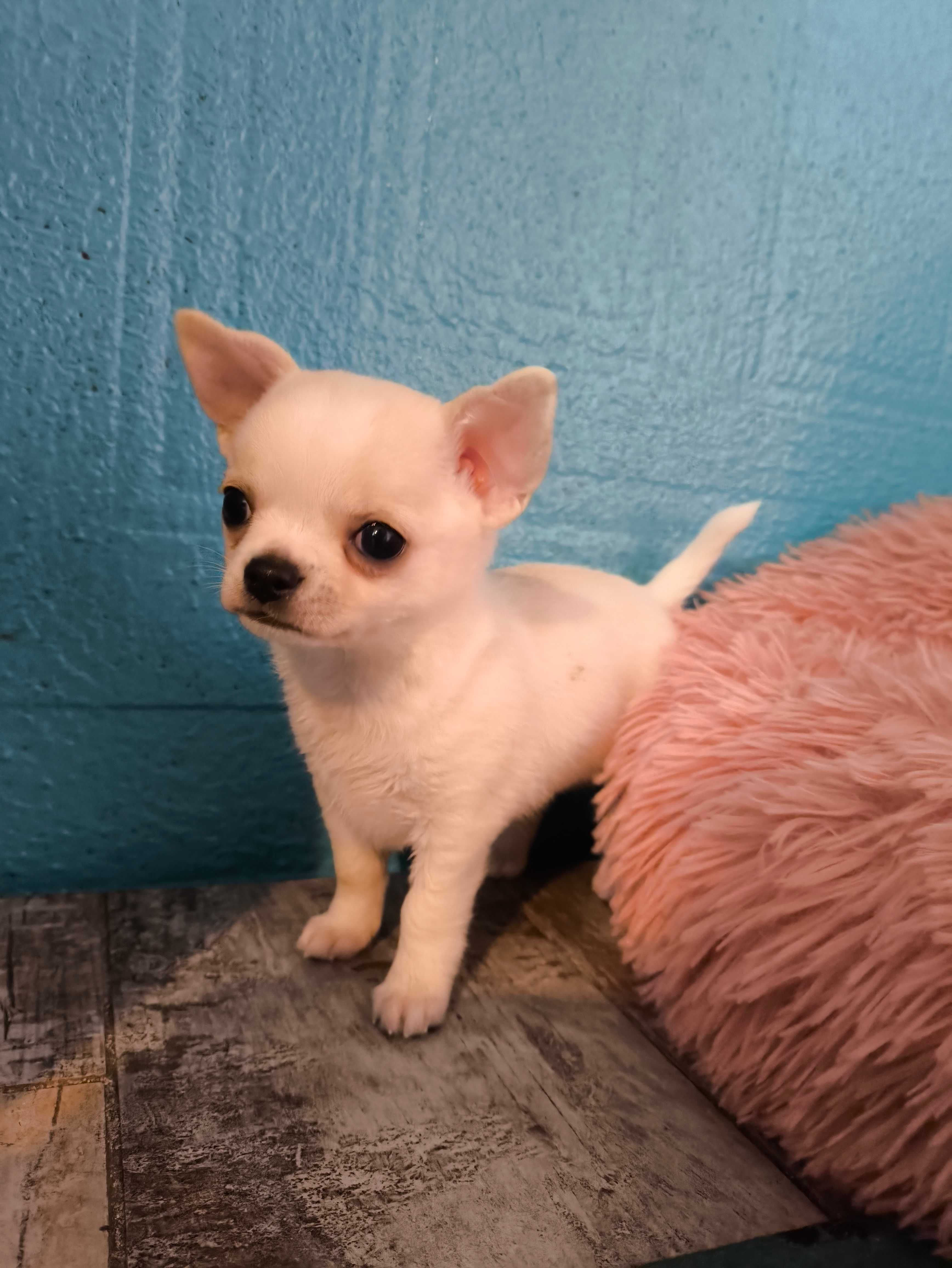 SUCZKA Chihuahua Krótkowłosa po Ch.PL, W-wa