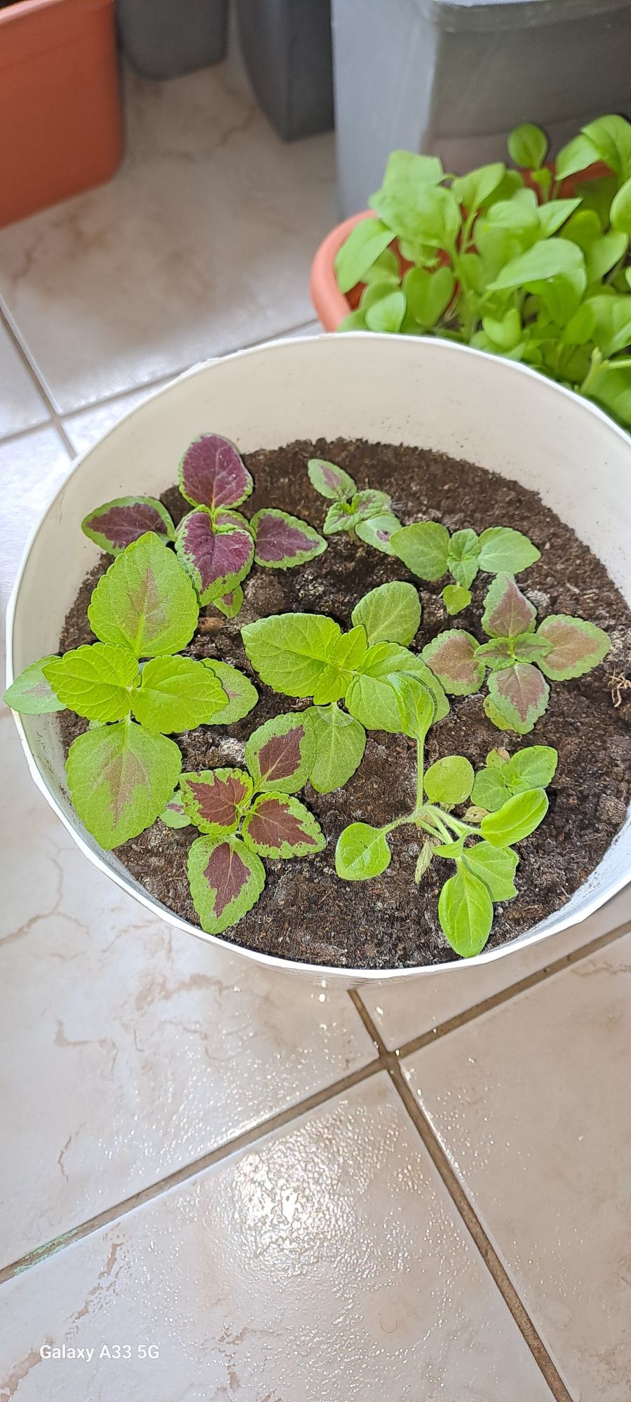 Coleus/Pokrzywka