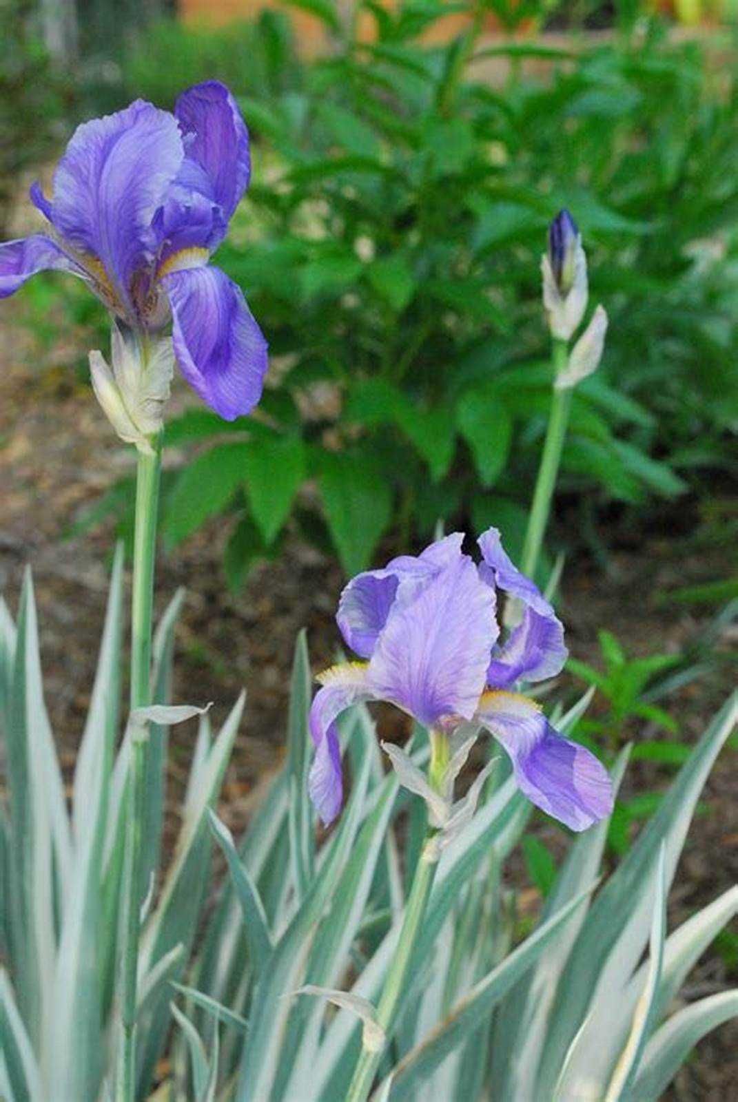 Iris germanica flor branca ou azul