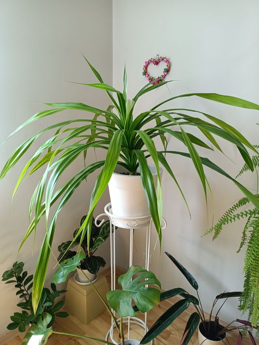 Egzotyczny kwiat domowy pandan pandanus