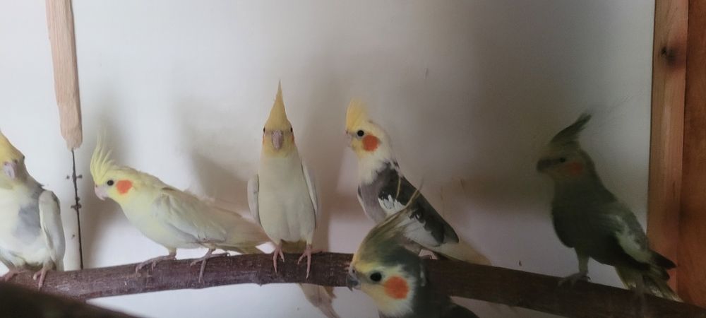 Papugi nimfy idalne do oswojenia