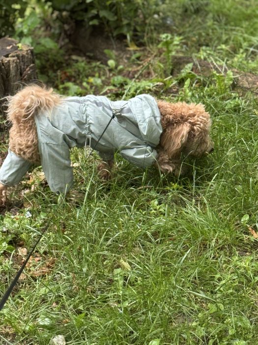 Дощовик для собак