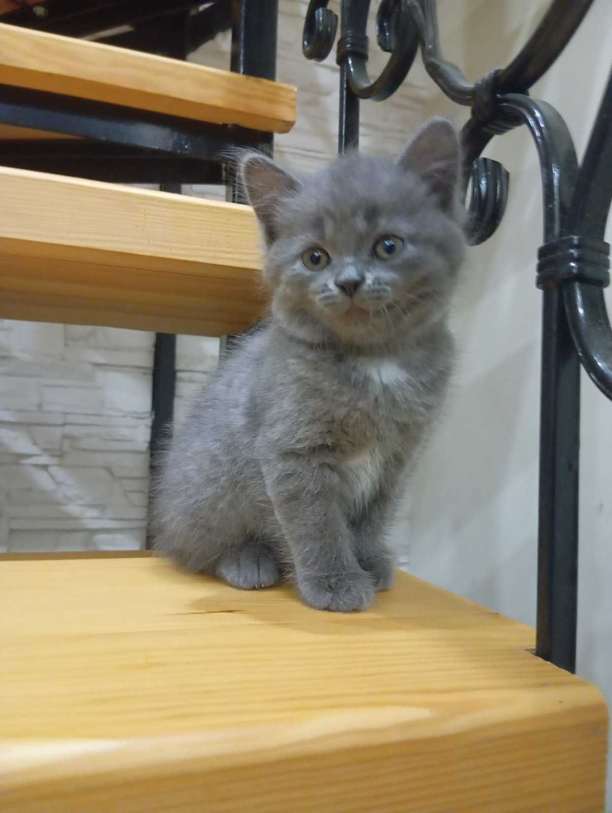 Кошенятка, 3 дівчинки, 1 хлопчик. Папа шотландець, мама наполовину.