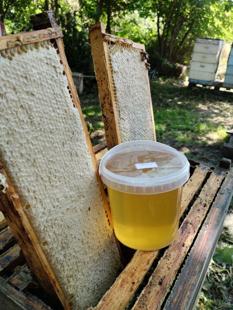 Плідні матки кордован.