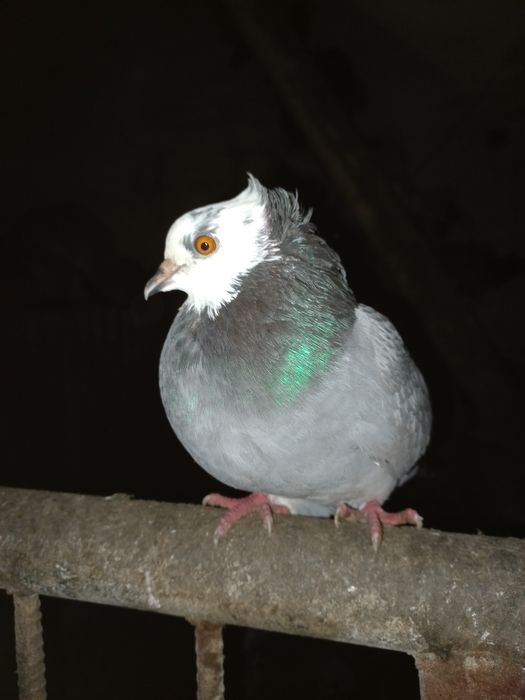 Gołębie oddam za darmo