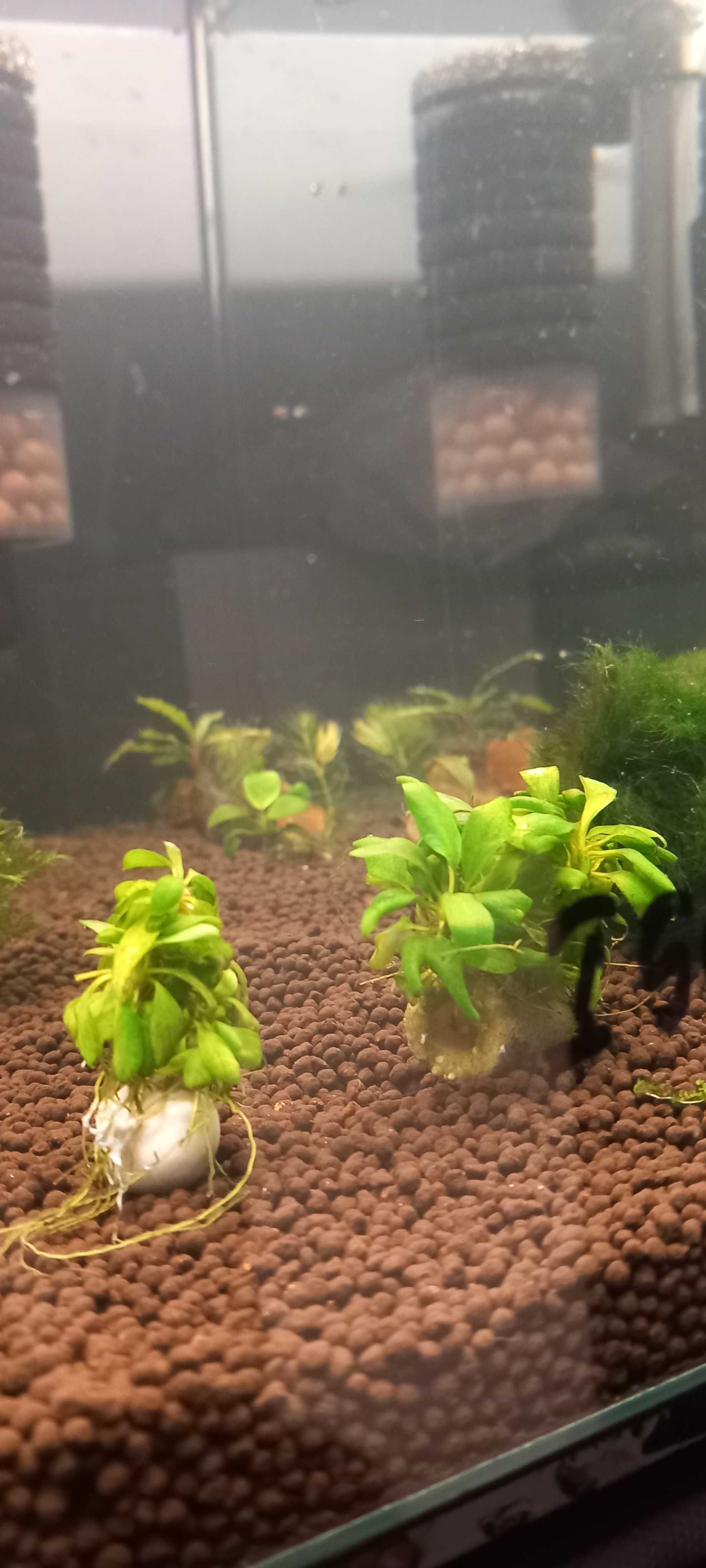 Rosliny akwariowe anubias ,mech bucephalandra