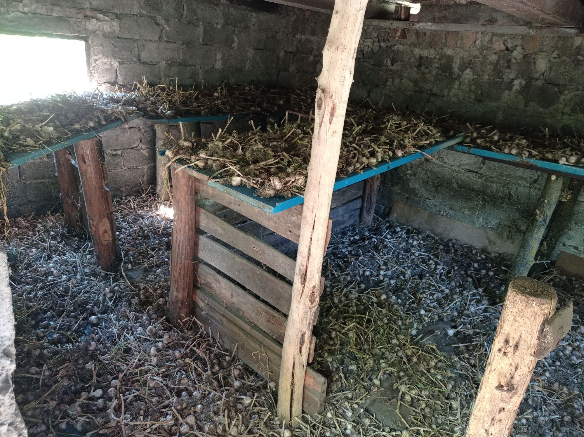 Часник, чеснок сорт дюшес
