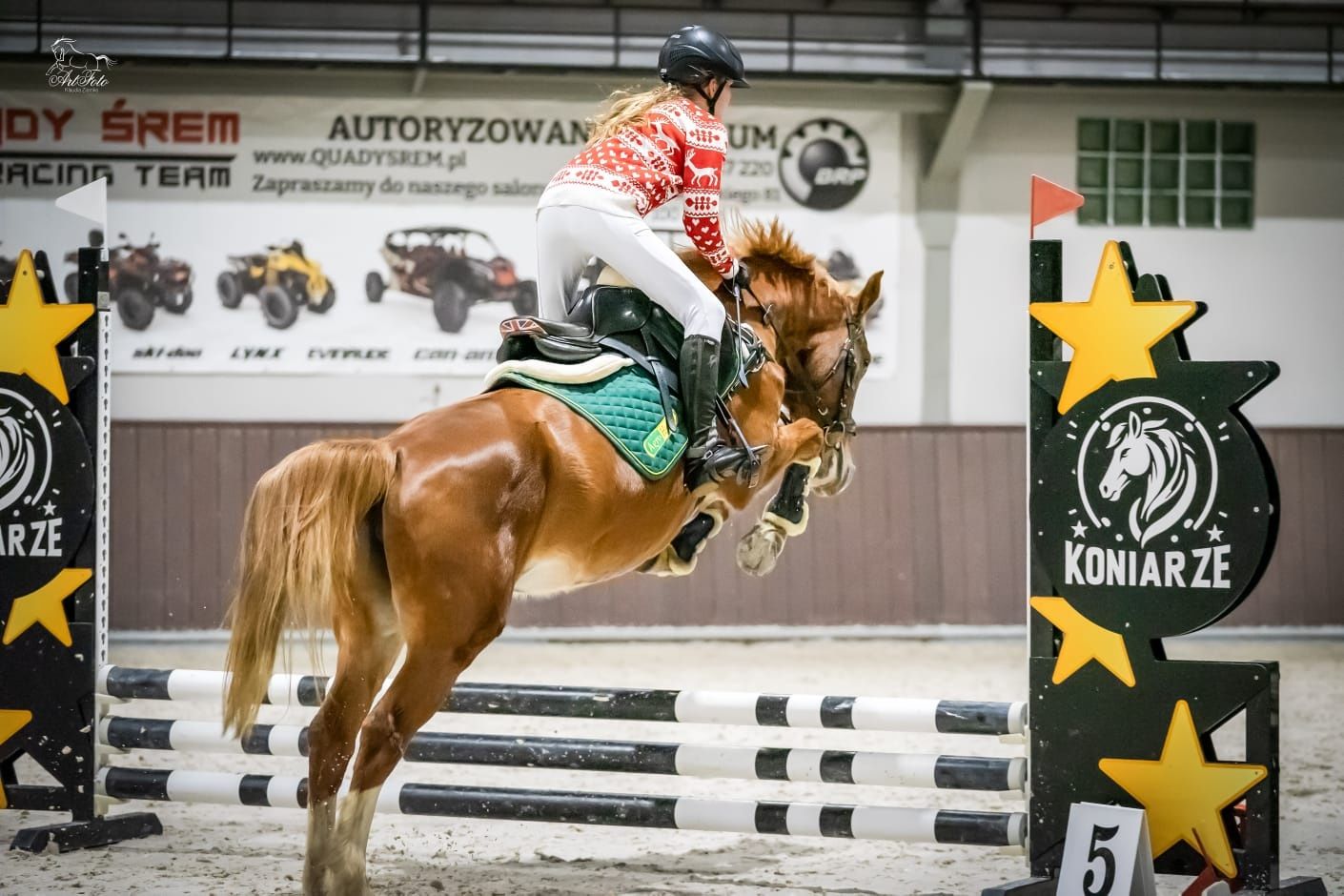Sprzedam klacz kuca D grupa 147 cm