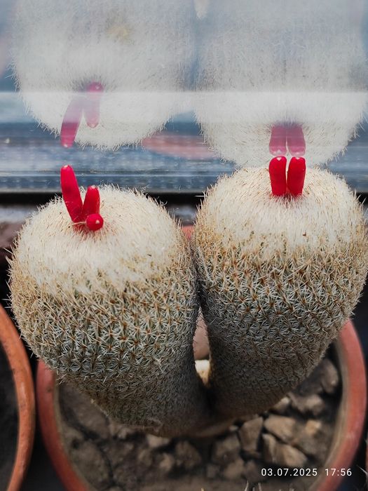 Семена кактусов.