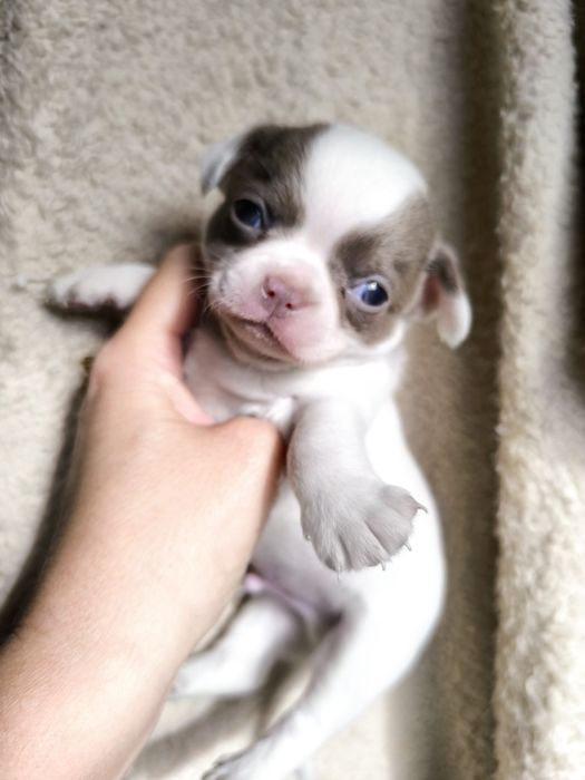 Chihuahua.Menino Branco e Lilás de Olhos azuis.  Perfeito!
