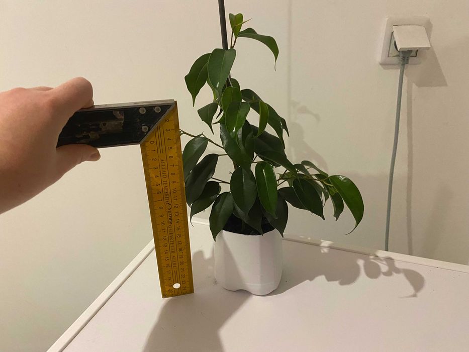 Fikus (Ficus) Benjamina — Daniel