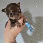 Chihuahua samiec czekoladowy