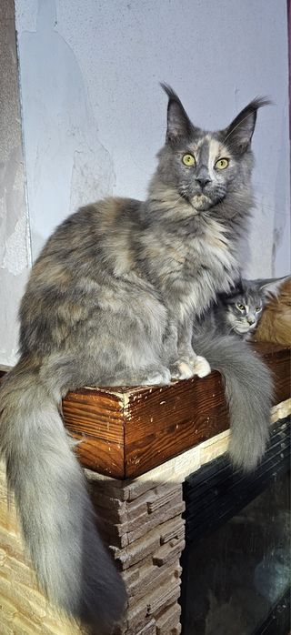 Голубокремка девочка мейн кун