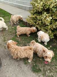 Maltipoo szczeniak