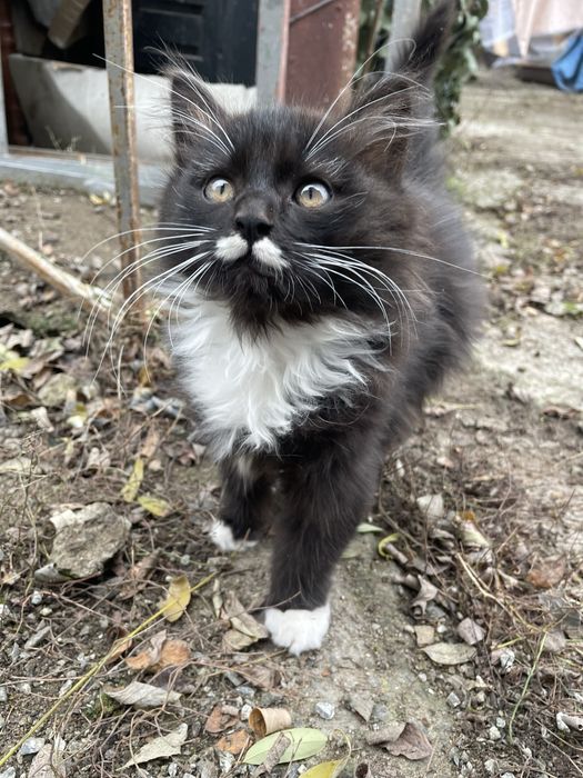 Котики в добрі руки.