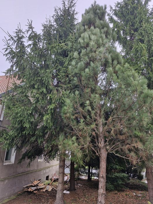 duże choinki do oddania