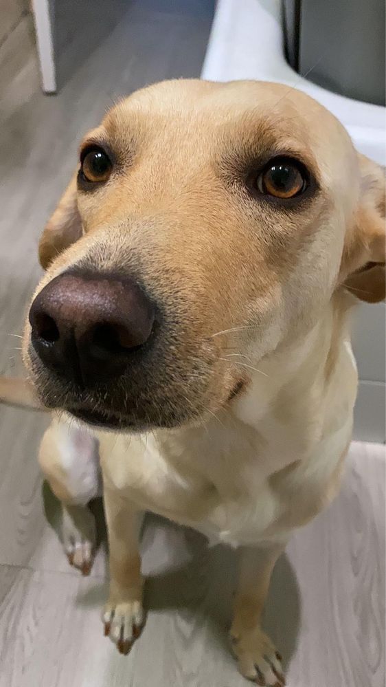 Kira - Cadela raçada de Labrador meiga para adoção responsável