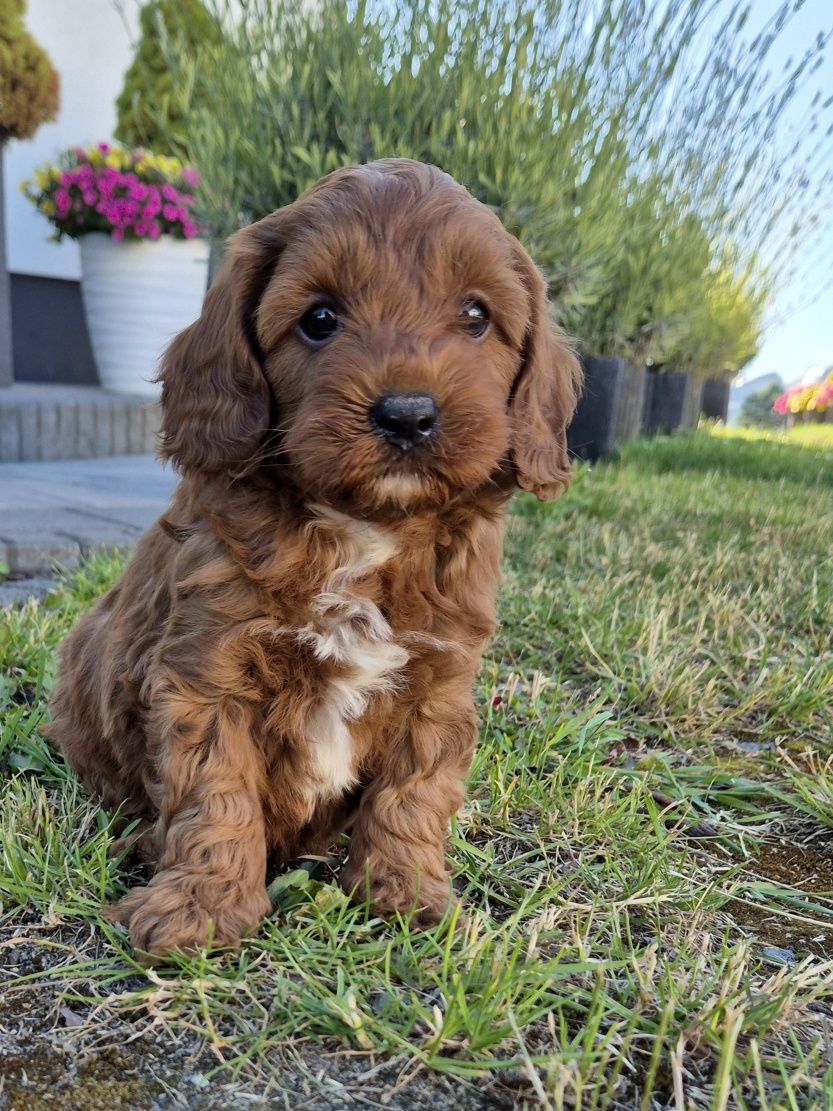 Cavapoo Samczyk F1B