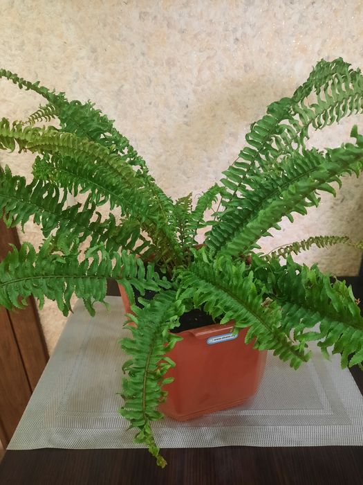 Папоротник нефролепис