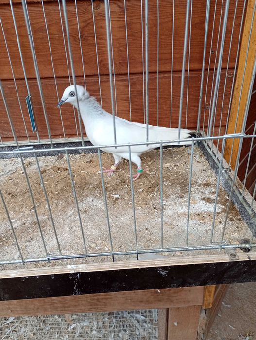 Jasne korniate srebniaki