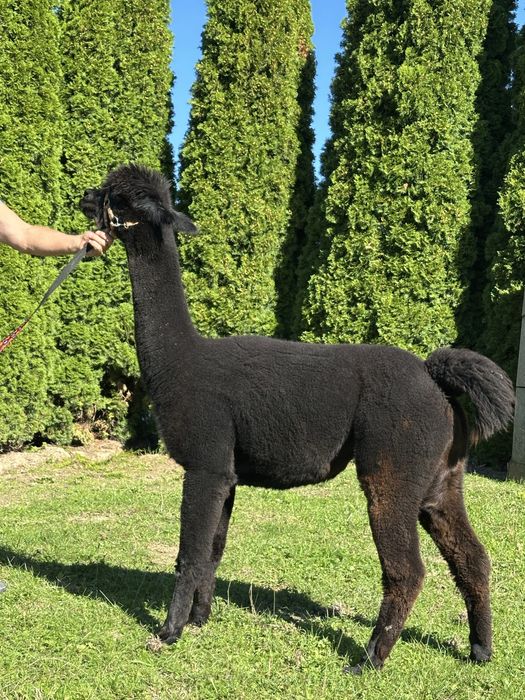 Alpaka hucaya  samica