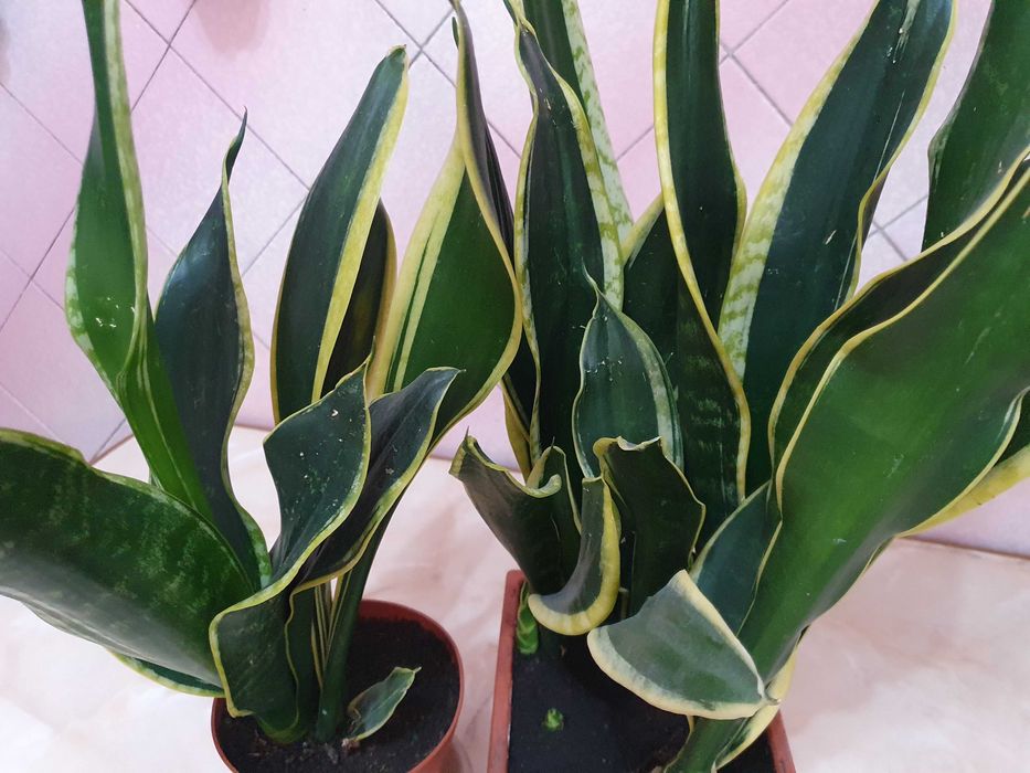 Квітуча сансевієрія з жовтим обідком. Кімнатні рослини