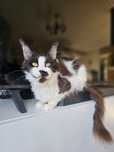 Milka Kotka Maine coon