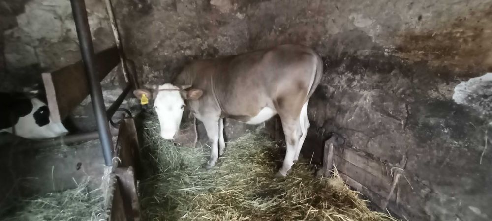 Jałóweczka, jałówka