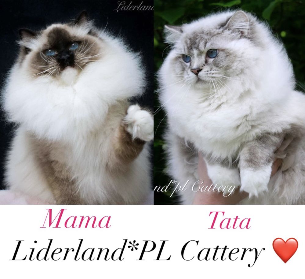 Kocurek seal point lynx ragdoll FPL/FIFE