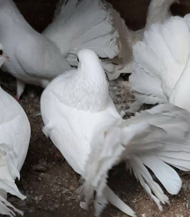 Pombos Rabo de Leque - Casal