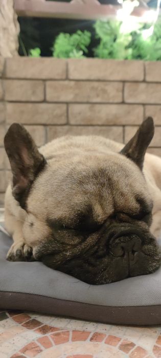 Французский бульдог развязанный. За щенка или по договорённости.