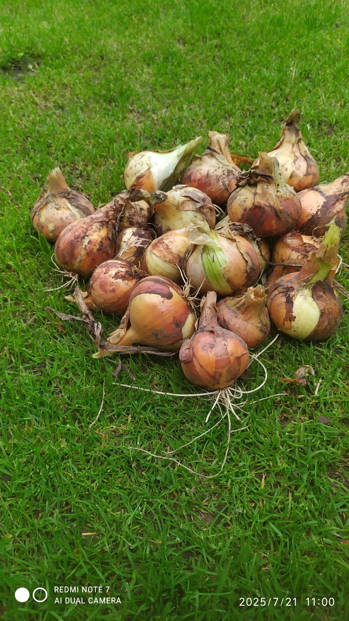 Cebula ekologiczna