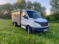 Скотовоз надам послуги по перевезеню скота свиней малих поросят