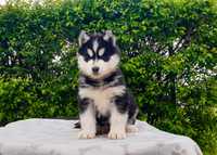 Siberian Husky Piesek