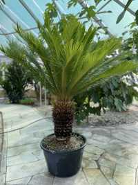 Sagowiec / cycas revoluta / 60cm / roślina egzotyczna / palma
