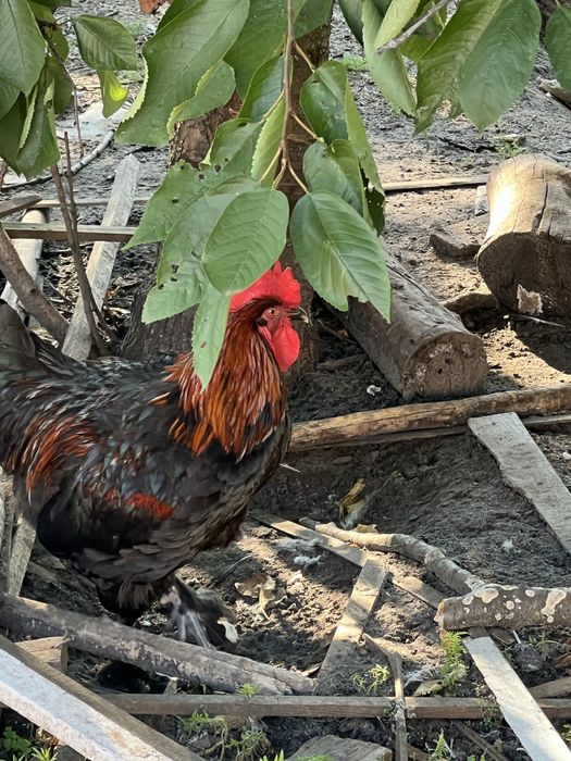 Петухи марана.