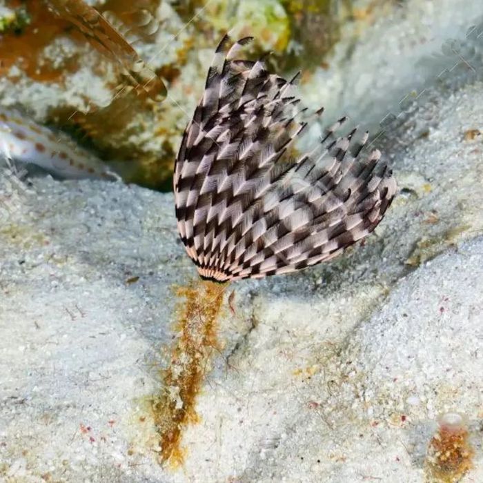Sabellastarte indica – rurówka M