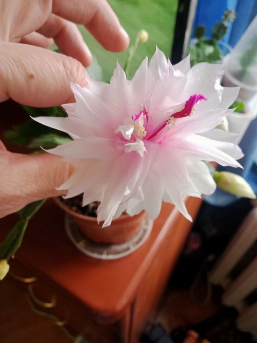 Шлюмбергера ,,Branca dobrada,, укорінена , в активному рості. Можна св